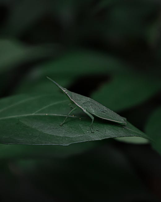 Close-up of a green grasshopper perched on a dark green leaf, with a blurred background of similar foliage. The grasshopper has a slender body, long hind legs, and antennae extending forward. The leaf