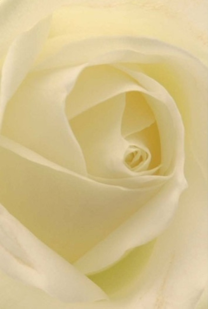 Viewed up close, this classic white rose-lovingly composed in South Harrow-unfolds its story in a play of layered textures, creamy hues, and gentle highlights. The petals spiral gracefully from a near-perfect core, each curve edged with subtle gradations of white and cream, reminiscent of soft clouds over Harrow-on-the-Hill. Light wraps the bloom in a tranquil glow, illuminating every layer and casting fleeting shadows that lend depth and quiet drama. This photographic portrait is all about sophistication, its restrained palette conveying both purity and resilience-the very qualities South Harrow Florist brings to meaningful occasions: be it a wedding in West Harrow Park, a romantic gift, or an elegant apology. The rose's serene form and understated scent appear to hover above the image, suggesting a silent communication of emotion and thought. Crafted with attentive expertise, every petal amplifies the sentiment behind each arrangement delivered across this corner of North West London, ensuring every recipient feels the sincerity behind each chosen bloom.